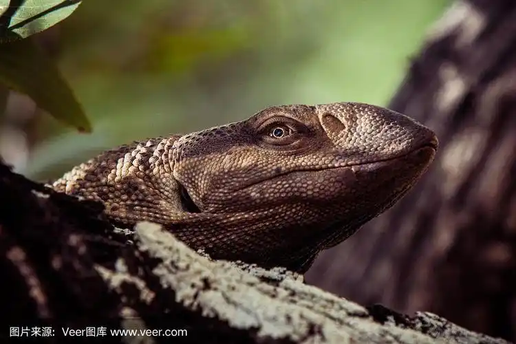 树上的非洲巨蜥