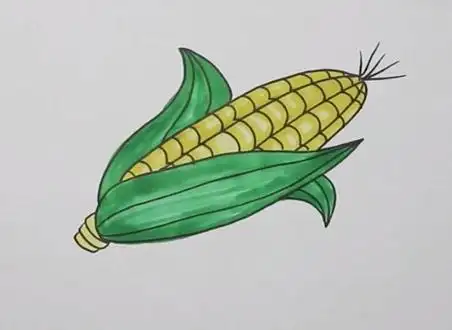 玉米简笔画图片 玉米怎么画