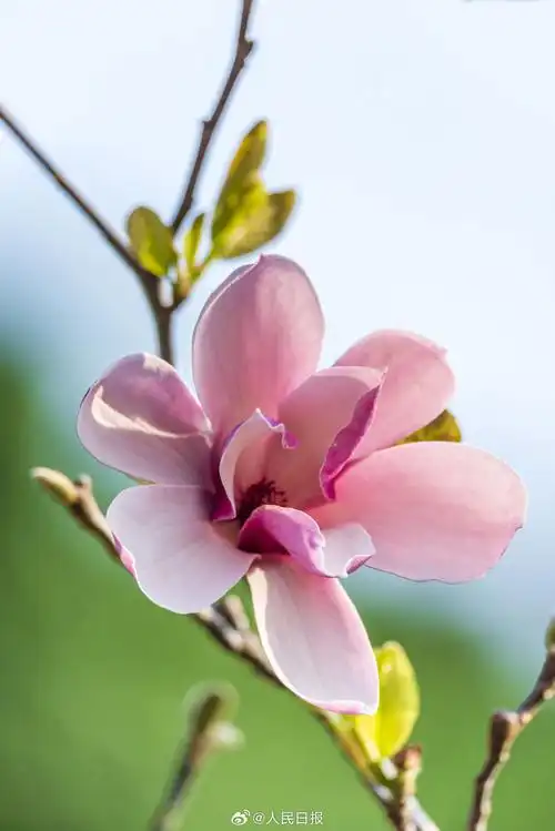 玉兰花绽放枝头有多美