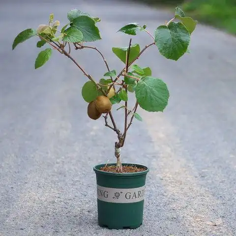 红心猕猴桃果树苗盆栽