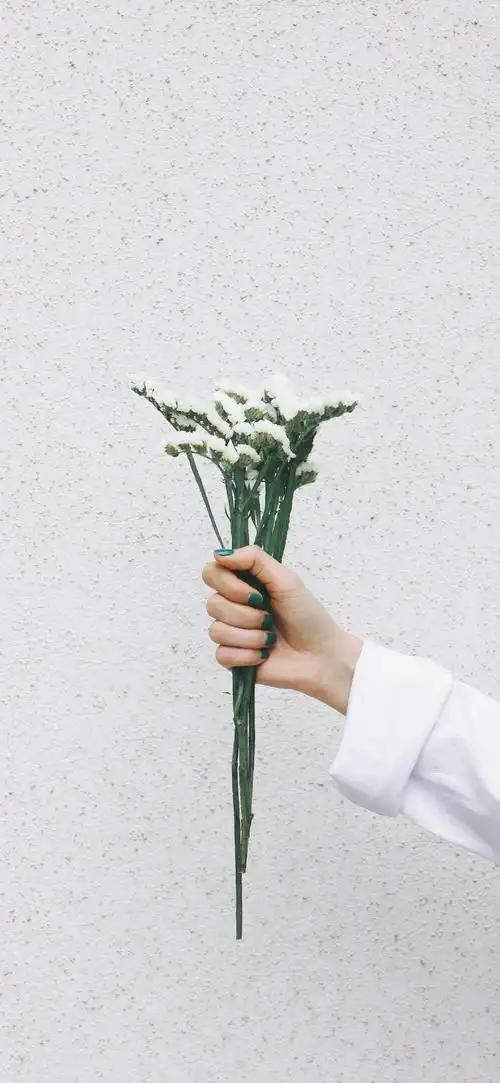 白色勿忘我ins风清新摄影