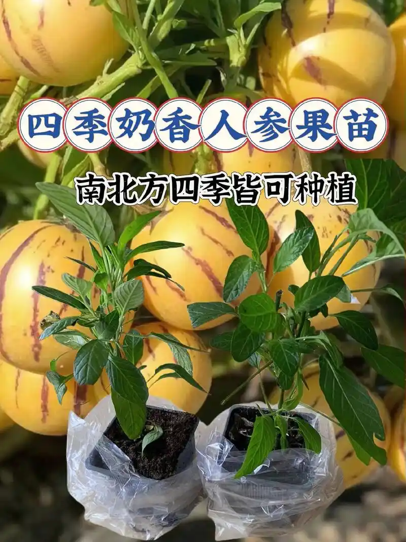 这是一款特别好看的四季奶香人参果苗果树秧苗!真的是