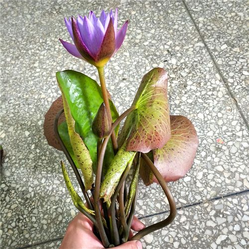 成品苗池塘水池鱼缸睡莲苗带花苞盆栽睡莲四季 水培植物大睡莲根茎