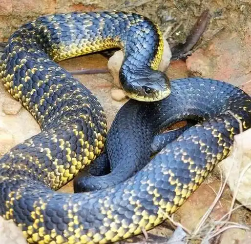 把眼镜王蛇当零食,还被称"百蛇之王",却沦为肉菜被吃到绝户?