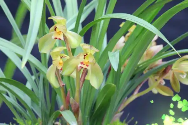 最贵兰花5000千万图片(最贵兰花5000千万图片大全)