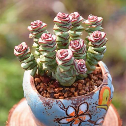 钱串群生多头萌系趣味招财吸财多肉多年小老桩多肉植物