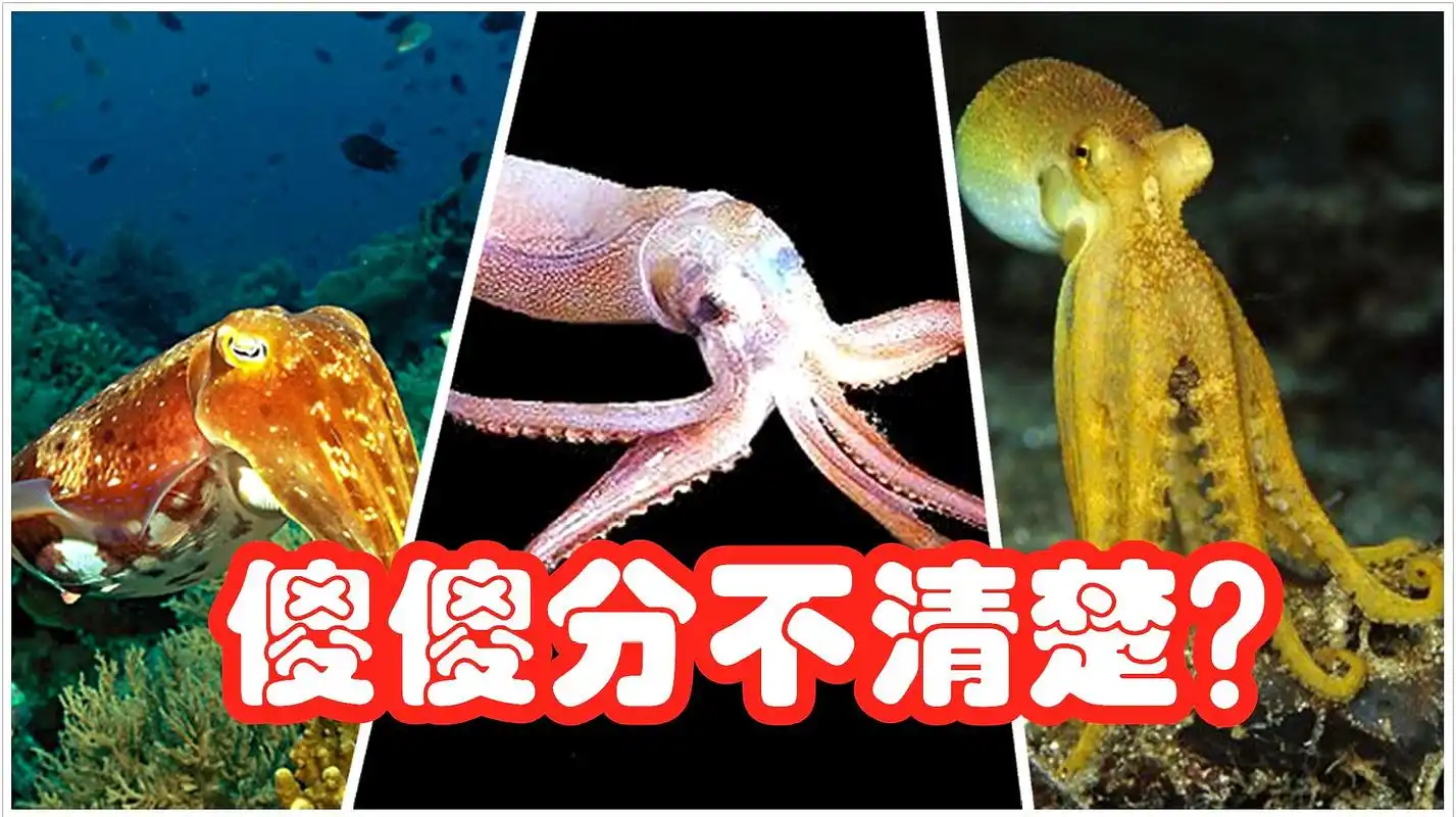 傻傻分不清墨鱼,鱿鱼,八爪鱼,乌贼和章鱼?记住这几点就好了!