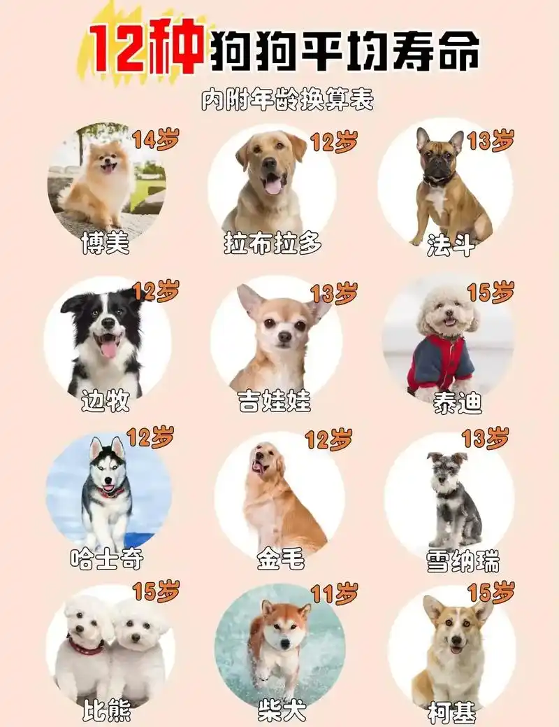 狗狗的年龄和面貌跟我 - 抖音