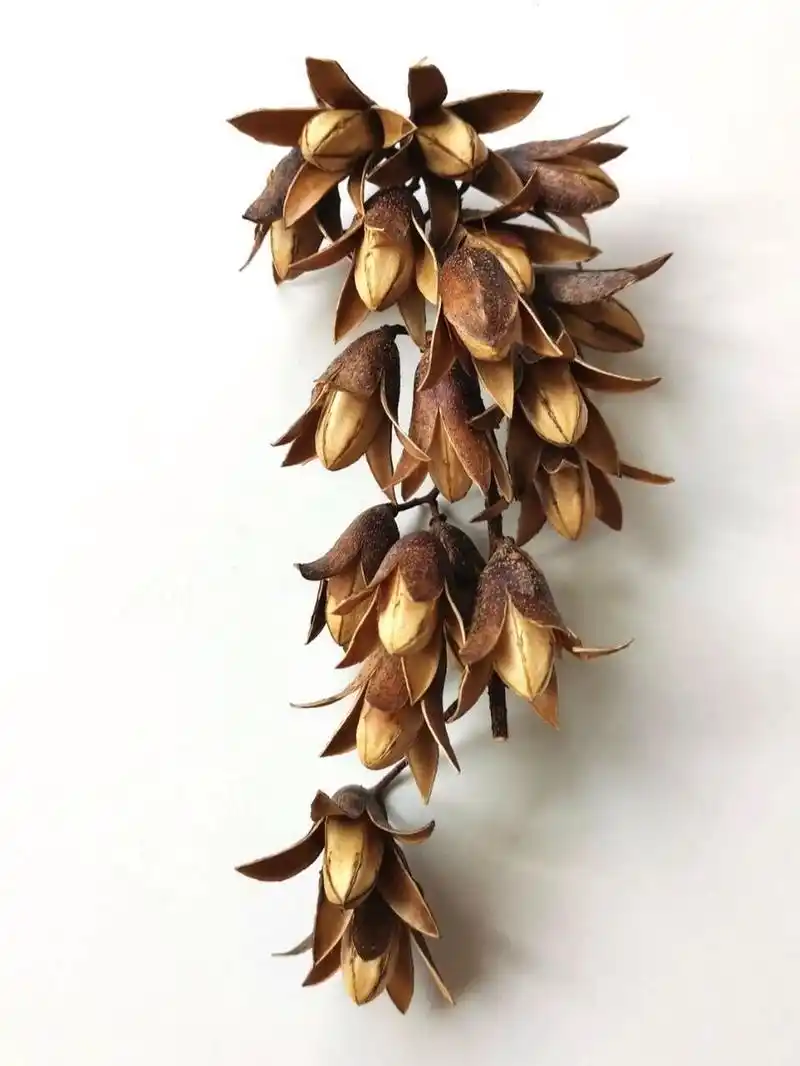 植物分享|奇异种子(18) 中文学名:香椿子 别名:椿