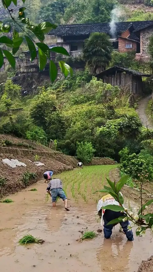 现在能看到这样的场景已经不多了#老家 #插秧 #农村生活