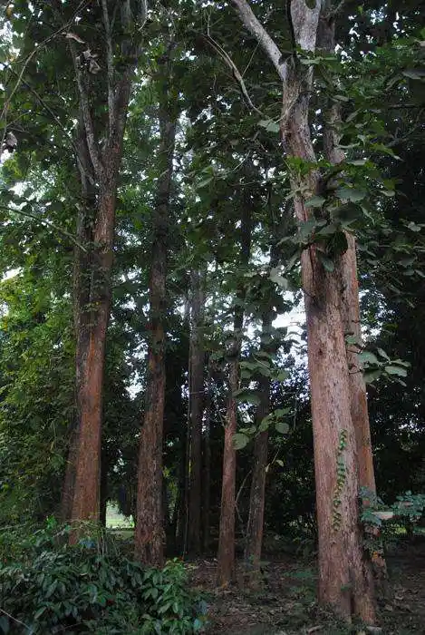 农村这种树木, 名字有种霸气的感觉, 不知你见过吗?