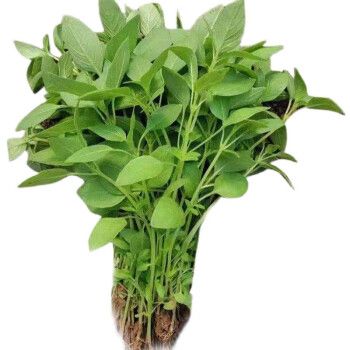 轻恋新鲜荆芥菜 农家自种大叶荆芥 茎芥菜 新鲜蔬菜 1500g