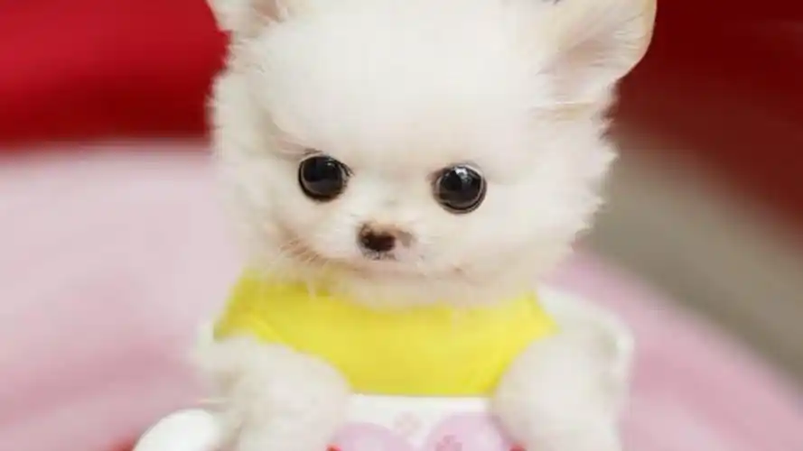 【茶杯犬,小小个儿】2