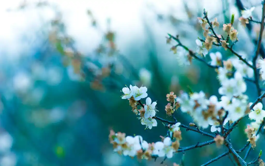 春天唯美的梅花,高清壁纸图片,鲜花背景-回车桌面