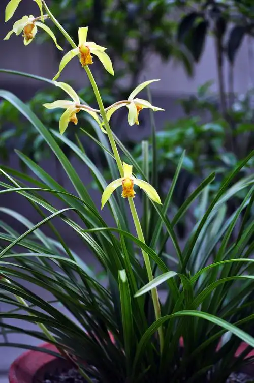 兰花排名表(兰花品种排名价格)