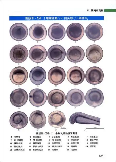 淡水鱼类杂交种胚胎发育图谱 [精装]