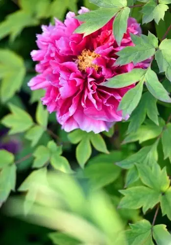 花开富贵一一一风景摄于曹州牡丹园