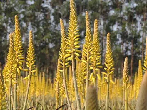 芦荟花园赏风景!