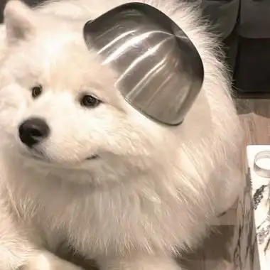 萌宠呆萌傻傻的可爱图片头像