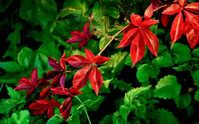 【资源组】简约植物锁屏壁纸 11p