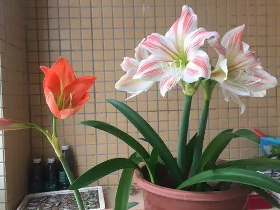 朱顶红开完花不能剪,施点肥水,一年爆出好多球!