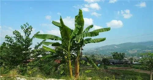 芭蕉树的居家作用