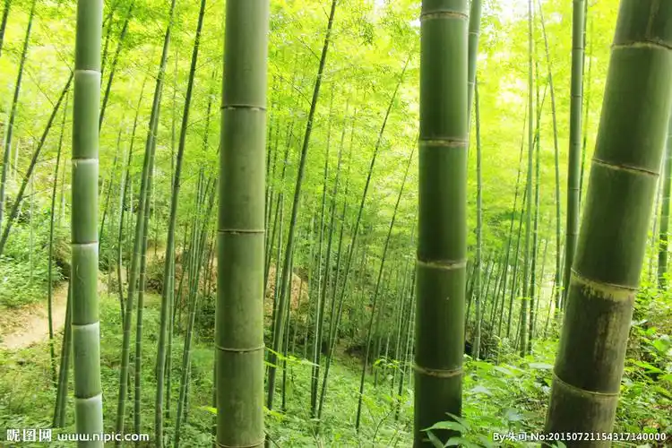 山坳竹林摄影图__自然风景_自然景观_摄影图库_昵图网nipic.com