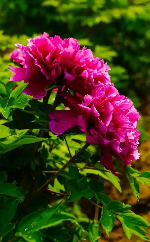 唯有牡丹真国色,花开时节艳校园(再版)