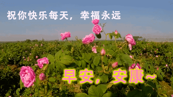 早安吉祥:愿你把握大好时光,心想事成,早上安康,我的朋友!