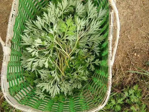 新鲜艾草野生艾叶青团食用艾草粿糍粑清明艾粿小叶艾绒草艾蒿