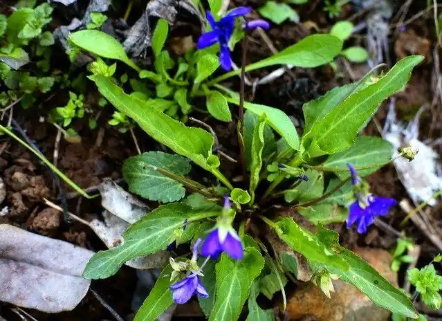 犁头草全草入药,性味归经苦,辛,寒.归心,肝经.