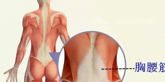 究竟是怎么回事|肌肉|腹肌|关节|腰椎_网易订阅