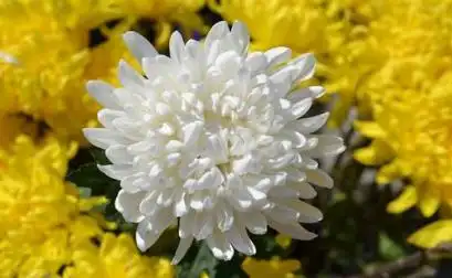 浔城遥寄诗联哀悼汪月樵老先生仙逝