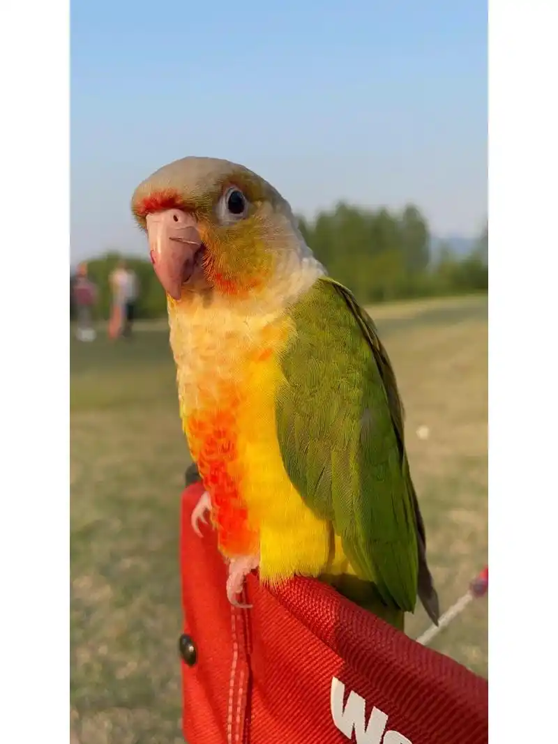 小太阳鹦鹉凤梨 有懂的人吗?帮忙看看小太阳鹦鹉凤梨的趴度!