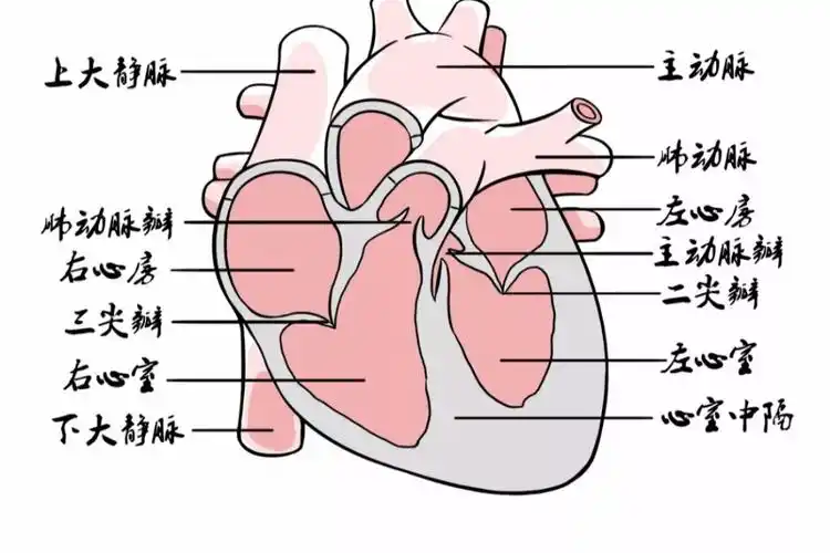 一 :心脏的基本结构