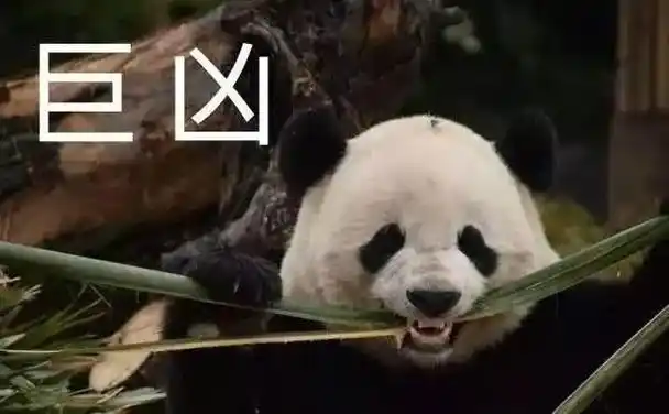 巨凶一波大熊猫表情包