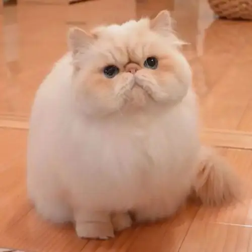 超可爱这只加菲猫简直要萌翻我的心