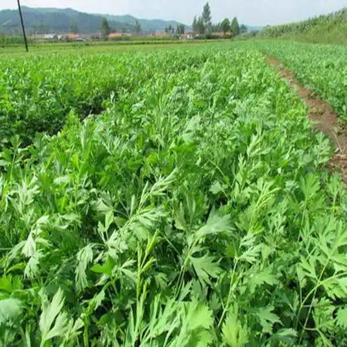 防风种子图片防风今年价格
