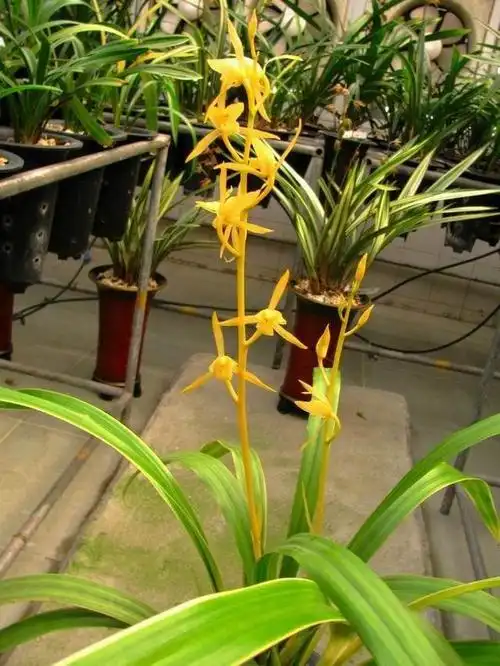 花开出架,通体金黄,骨子里藏着"公主"的气质|兰花|茶花|牡丹|墨兰