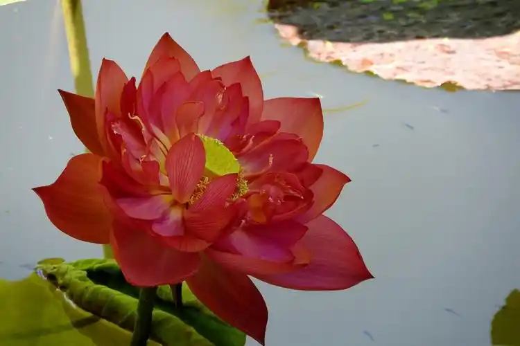 红色荷花在绽放