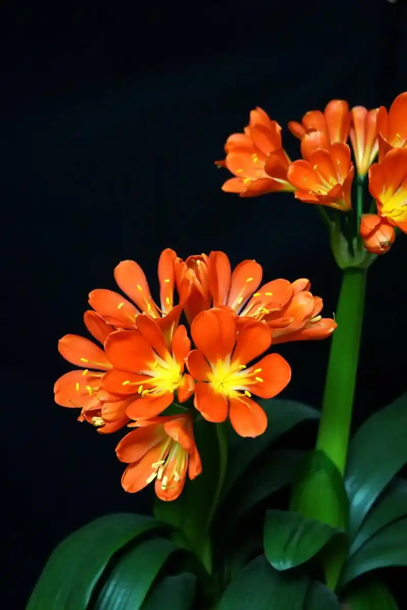 君子兰丰满的花容,艳丽的色彩,象征着富贵吉祥,繁荣昌盛和幸福美满.