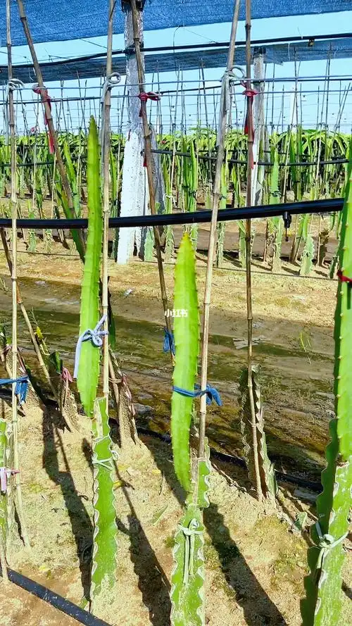 种植2个半月燕窝火龙果苗