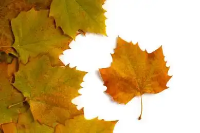 有序地摆放在白色背景上的法国梧桐叶