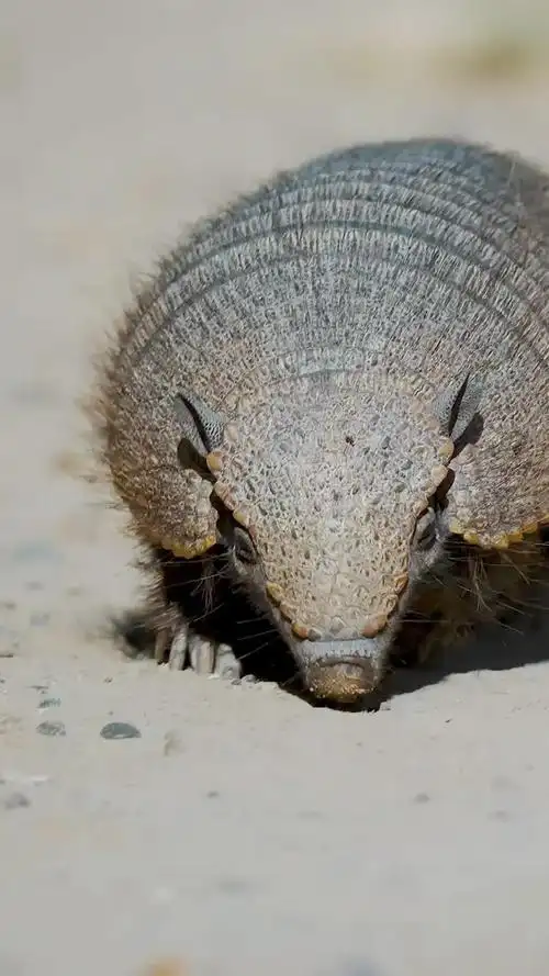 犰狳(qiu yu),是出自《山海经》中的上古神兽