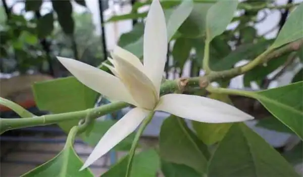 怎样培育白兰花白兰花的养殖方法和注意事项