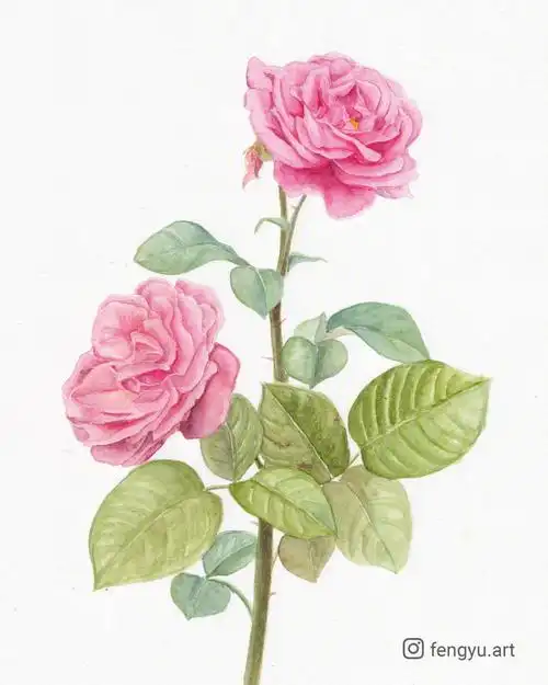 heritage水彩纸:fabriano cold press#水彩花卉  #水彩画  #水彩玫瑰