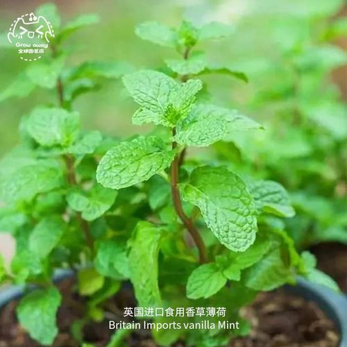薄荷种子英国进口食用香草沙拉西餐调味品种庭院阳台室内四季盆栽