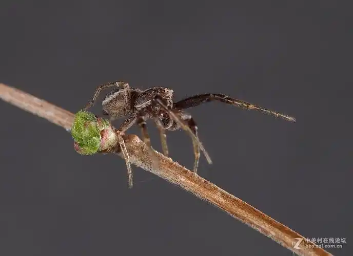 微距043人面蜘蛛
