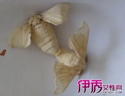 【图】蚕蛾交配图片介绍 解读蚕蛾的秘密