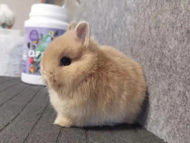 侏儒兔鹿妹妹尴尬期记录